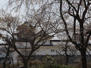 桜と城
