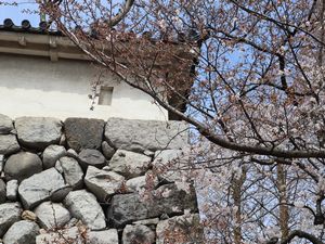 石垣と桜