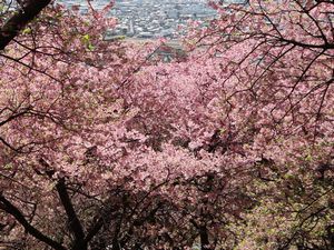 ���J�̉͒Í�