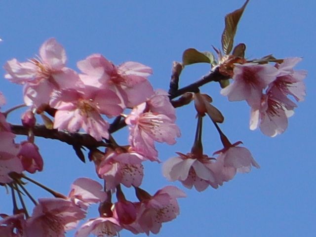 �͒Í��̉Ԃт�