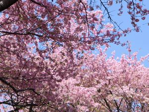 ���J�̉͒Í�