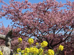 �͒Í��ƍ؂̉�